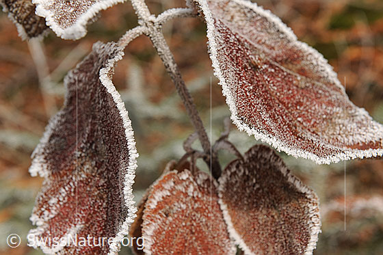 Foto: Blätter mit Raureif. Die braunen Blätter sind mit Raureif fein gezeichnet und umrandet.