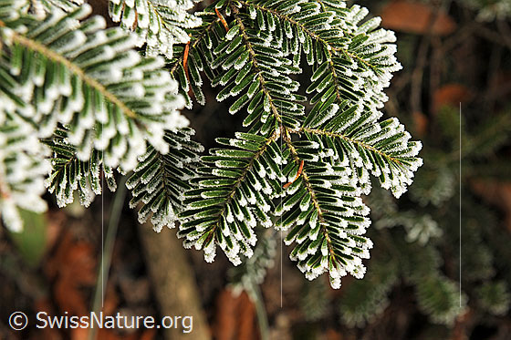 Foto: Nadeln von Tannenzweigen mit Raureif.