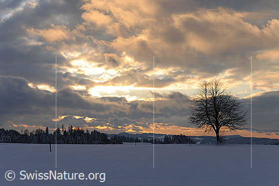 Foto: Wolkenstimmung über Winterlandschaft im Emmental. Auf einer schneebedeckten Ebene steht ein Einzelbaum. Der Wolkenhimmel über der Schneelandschaft zeigt sich im Abendrot.