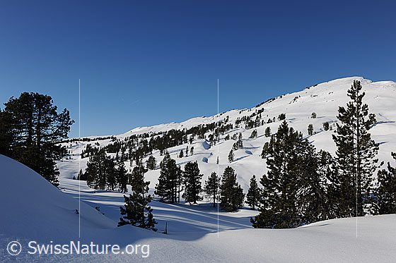 Foto: Lichter Föhrenwald in schneebedeckter, lieblicher Berglandschaft.
