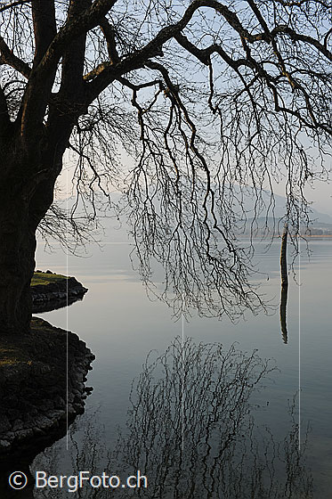 Foto: Morgenstimmung mit Baum am Ufer des Zugersees. Die Äste spiegeln sich im Wasser.