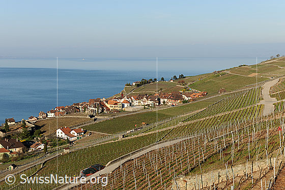 Foto: La Cote bei Chexbres. 
Ausblick über die Rebberge auf den Genfersee.