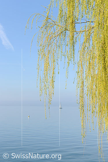 Foto: Zweige der Trauerweide (Salix sepulcralis) hängen über dem Wasser (Genfersee).
Lat.: Salix sepulcralis
Familie: Salicaceae (Weidengewächse)
Gattung: Salix (Weiden)