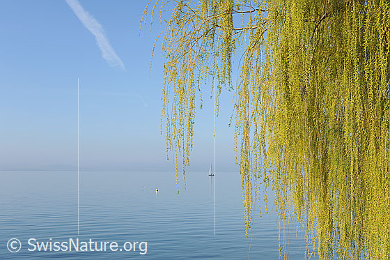 Foto: Trauerweide (Salix sepulcralis) und See. Die Zweige einer Trauerweide hängen über dem Wasser (Genfersee).
Lat.: Salix sepulcralis
Familie: Salicaceae (Weidengewächse)
Gattung: Salix (Weiden)