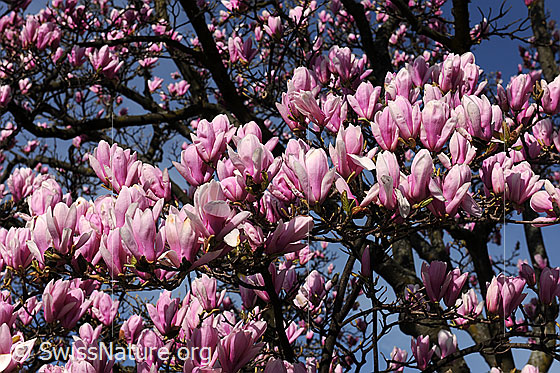 Foto: Frühlingsbild: Magnolien, Blüten
Magnolie
Lat.: Magnolia
Familie: Magnoliaceae