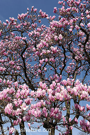 Foto: Magnolien in voller Blust
Magnolie
Lat.: Magnolia
Familie: Magnoliaceae