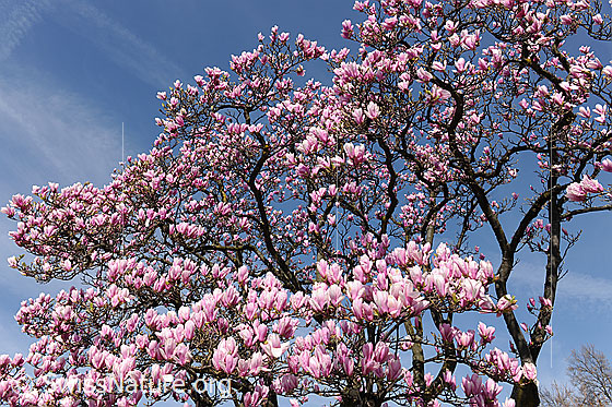 Foto: Blühende Magnolien
Magnolie
Lat.: Magnolia
Familie: Magnoliaceae
