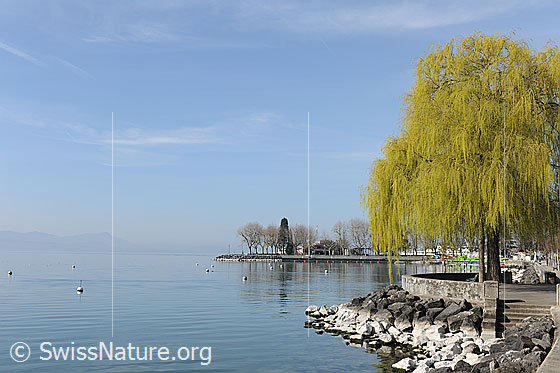 Foto: Trauerweide (Salix sepulcralis) am Genfersee (Aufnahme im Frühling). 
Lat.: Salix sepulcralis
Familie: Salicaceae (Weidengewächse)
Gattung: Salix (Weiden)