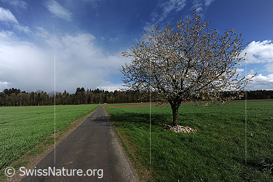 Foto: Blühender Kirschenbaum (Einzelbaum). Eine Strasse führt am Baum vorbei über die grüne  Ebene
