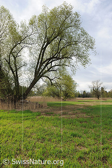 Foto: Mächtiger Baum in frühlingshafter Riedlandschaft.