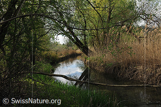 Foto: Wasserlauf in Auenlandschaft mit Schilfgürtel dem Wasser entlang.