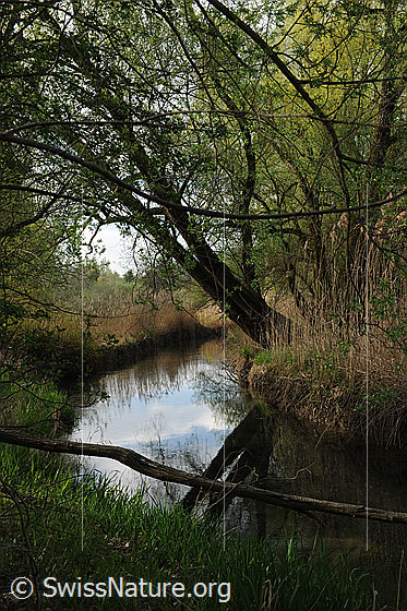 Foto: Wasserlauf in Auenwald.
