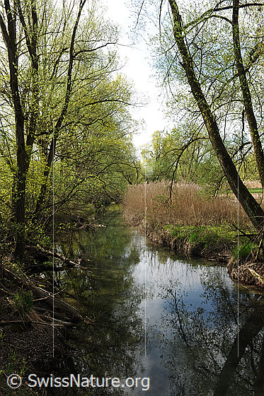 Foto: Wasserlauf in Auenlandschaft.