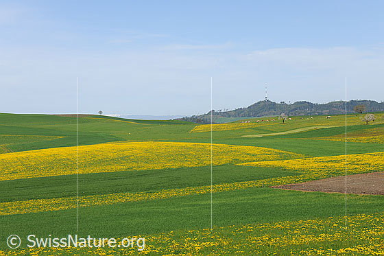 Foto: Liebliche Hügellandschaft mit blühenden Löwenzahnwiesen.