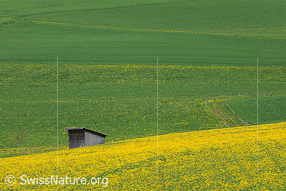 Foto: Holzhütte in Frühlingslandschaft mit blühender Löwenzahnwiese.