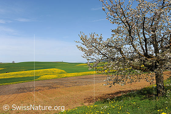 Foto: Blühende Wiesen mit Kirschbaum in voller Blüte.