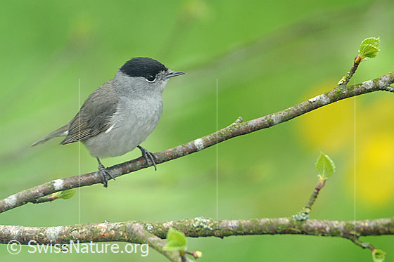 Photo: Eurasian Blackcap (Sylvia atricapilla). Male sitting on branch.