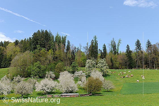 Foto: Frühlingslandschaft mit Obstgarten, Wiese, Weide mit Kühen und einem Mischwald im Hintergrund.