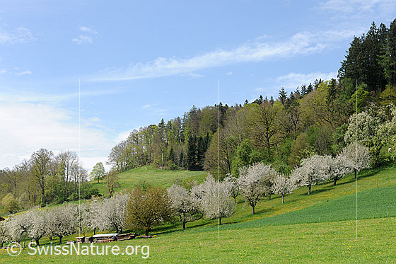 Foto: Obstgarten mit blühenden Bäumen umgeben von grüner Frühlingslandschaft mit Wiesen und Wald. Die Obstbäume stehen in voller Blust.
