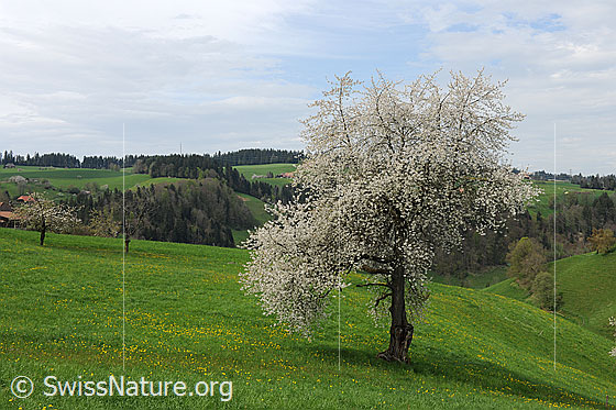 Foto: Blühender Baum auf einer Wiese in frühlingshafter Hügellandschaft des Emmentals.
