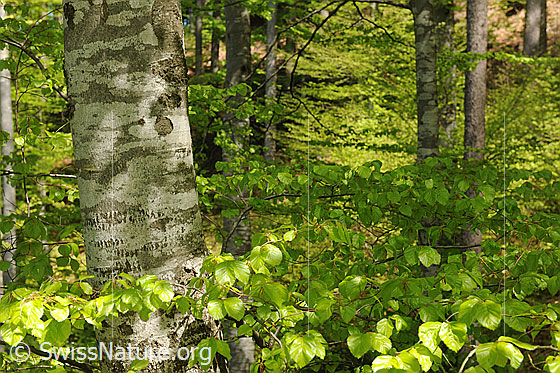 Foto: Buche mt frischem Laub.