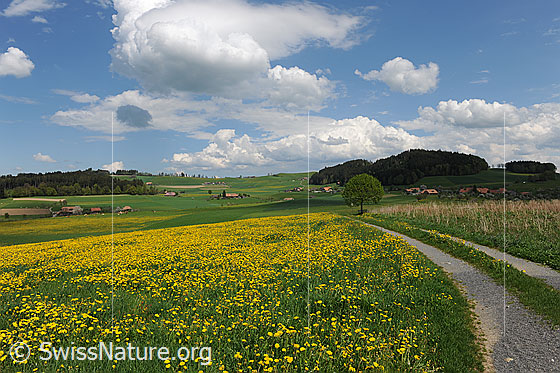 Foto: Schönwetterwolken über blühender Wiese. Ein Feldweg führt durch die Frühlingslandschaft mit blühenden Löwenzahnwiesen.