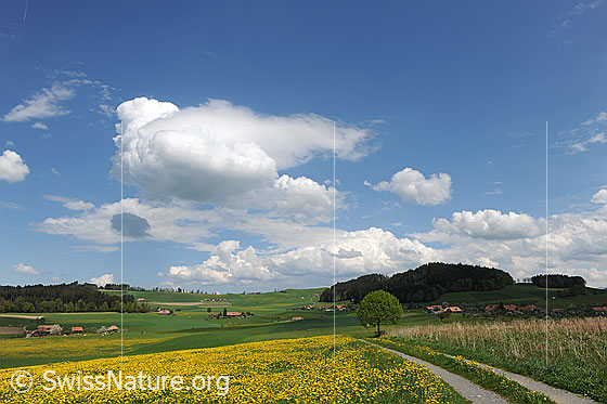 Foto: Schönwetterwolken über Frühlingslandschaft mit blühendem Löwenzahn.