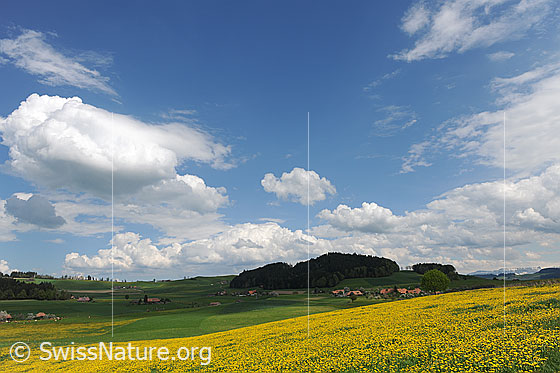 Foto: Blühende Wiesen in Hügellandschaft. Darüber lockerer Wolkenhimmel.