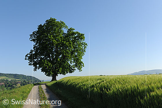 Foto: Weg entlang eines Getreidefeldes mit Baum am Wegrand.
