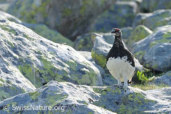 Foto: Alpenschneehuhn (Lagopus mutus) umgeben von Felsblöcken. Die kräftigen Füsse sind gut erkennbar. Das Gefieder des Schneehuhns befindet sich im Wechsel vom Winterkleid ins Sommergefieder.
Lat.: Lagopus mutus
Ordnung: Galliformes (Hühnervögel)
Familie: Phasianidae (Fasanenartige)
Unterfamilie: Tetraoninae (Raufusshühner)
Gattung: Lagopus (Schneehühner)