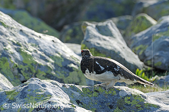 Foto: Schneehuhn (Lagopus mutus) im Fels. Der Wechsel vom weissen Wintergefieder auf das Sommerkleid ist schon bald vollzogen. 
Alpenschneehuhn
Lat.: Lagopus mutus
Ordnung: Galliformes (Hühnervögel)
Familie: Phasianidae (Fasanenartige)
Unterfamilie: Tetraoninae (Raufusshühner)
Gattung: Lagopus (Schneehühner)