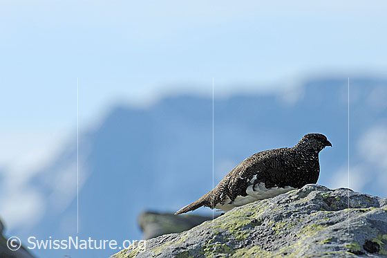 Foto: Alpenschneehuhn (Lagopus mutus) auf Felsblock sitzend.
Lat.: Lagopus mutus
Ordnung: Galliformes (Hühnervögel)
Familie: Phasianidae (Fasanenartige)
Unterfamilie: Tetraoninae (Raufusshühner)
Gattung: Lagopus (Schneehühner)
