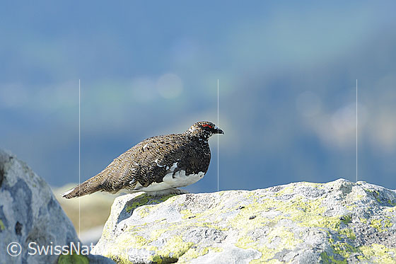 Foto: Schneehuhn (Lagopus mutus) auf Felsblock sitzend. Der Wechsel vom weissen Wintergefieder auf das Sommerkleid ist schon bald vollzogen. Der Vogel ist auch auf dem Felsblock gut getarnt.
Alpenschneehuhn
Lat.: Lagopus mutus
Ordnung: Galliformes (Hühnervögel)
Familie: Phasianidae (Fasanenartige)
Unterfamilie: Tetraoninae (Raufusshühner)
Gattung: Lagopus (Schneehühner)