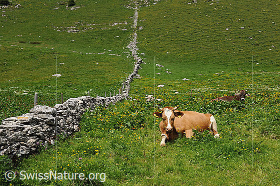 Foto: Liegende Kühe auf der Weide neben Steinmauer entlang des Weidezauns.