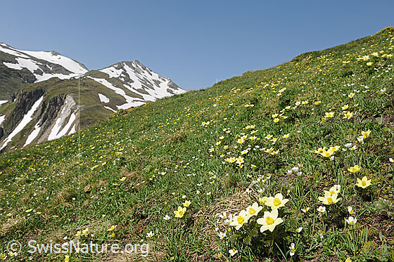 Foto: Bergfrühling mit Schwefel-Anemonen im Saflischtal.