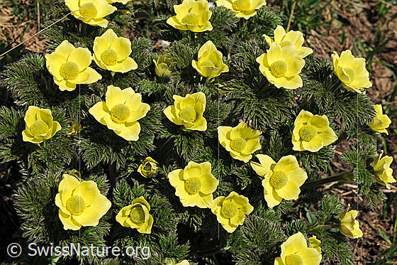 Foto: Schwefel-Anemone (Pulsatilla alpina ssp. apiifolia).
Umgebung: Alpweide auf ca. 2200m.ü.M.
Lat.: Pulsatilla alpina ssp. apiifolia. 
Familie: Ranunculaceae (Hahnenfussgewächse)
Gattung: Pulsatilla (Küchenschellen)