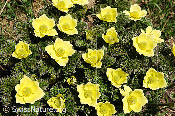 Foto: Schwefel-Anemone (Pulsatilla alpina ssp. apiifolia).