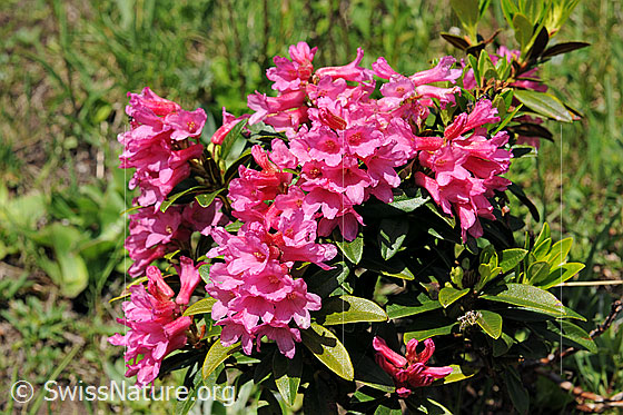 Foto: Rostblättrige Alpenrose (Rhododendron ferrugineum).