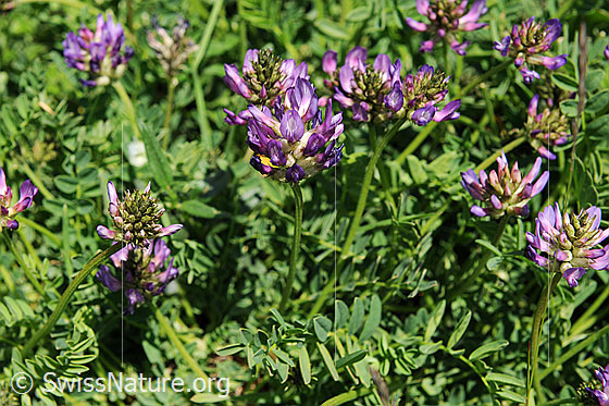 Foto: Flora im Saflischtal.