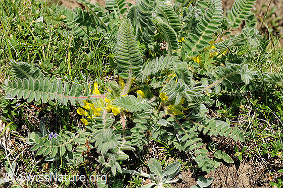 Photo: Astragalus exscapus. Blossoms and leaves.