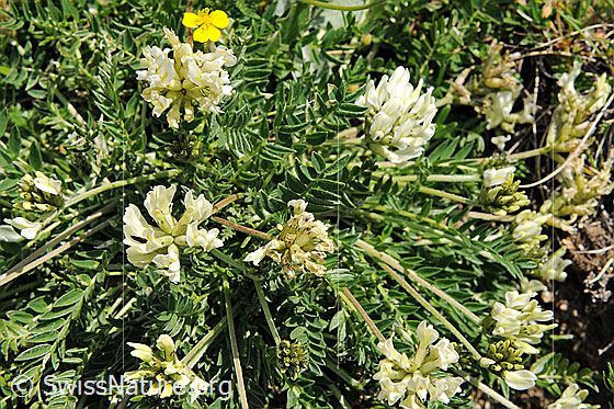 Foto: Flora im Saflischtal.