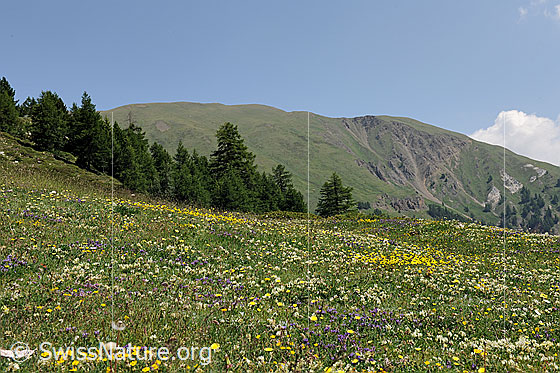 Foto: Blühende Alpwiese im Saflischtal. Im Hintergrund ist das Binntaler Breithorn zu sehen.