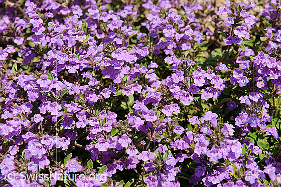 Foto: Flora im Saflischtal.