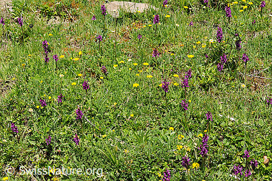 Foto: Flora im Saflischtal.