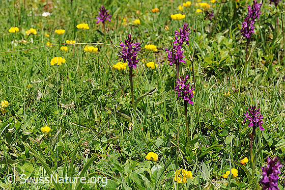 Foto: Flora im Saflischtal.