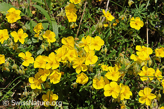 Foto: Flora im Saflischtal.