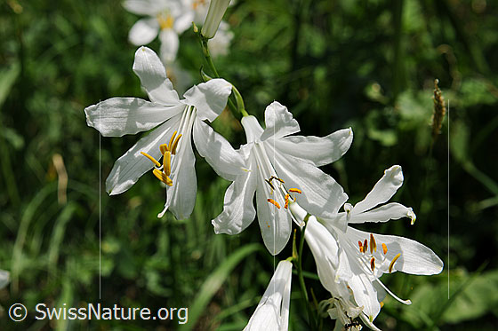 Photo: Paradisea liliastrum. Blossoms.