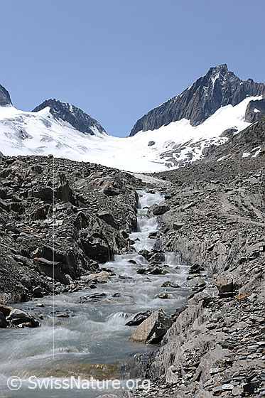 Foto: Gletscherbach am Oberaargletscher. 
Teil der jungen Aare kurz nach dem Verlassen des Oberaargletschers.