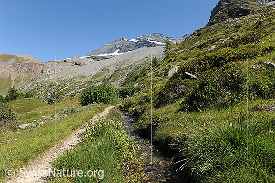 Foto: Wasserleitung in sommerlicher Berglandschaft. Neben der Bisse verläuft ein Pfad.