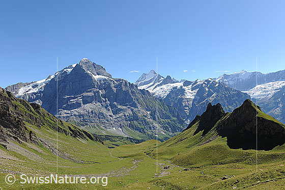 Foto: Wetterhornmassiv (Scheideggwetterhorn und Wetterhorn).
Ausblick über ausgedehnte Alpweiden der Region Schilt zur mächtigen Nordwand des Scheideggwetterhorns. Im Hintergrund sind Lauteraarhorn, Schreckhorn, Finsteraarhorn, Ochs und Gross Fiescherhorn zu sehen.